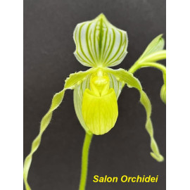 Paphiopedilum philippinense...