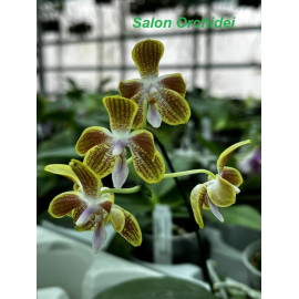 Phalaenopsis venosa x...