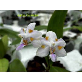 Phalaenopsis pulcherrima x...