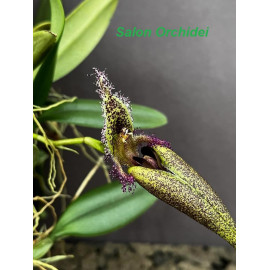 Bulbophyllum fascinator...