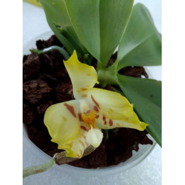 Phalaenopsis Adeline Ang...