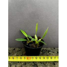 Bulbophyllum sp. (Papua) (FS)