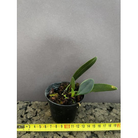 Bulbophyllum antenniferum (FS)