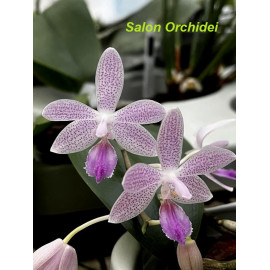 Phalaenopsis Tetralind (FS)