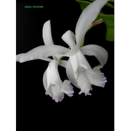 Cattleya intermedia 'Blue...