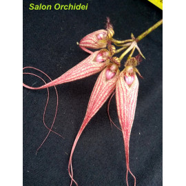 Bulbophyllum Elizabeth Ann...