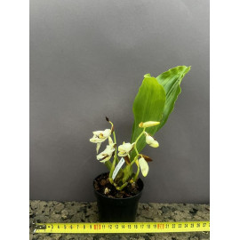 Coelogyne assamica (FS)