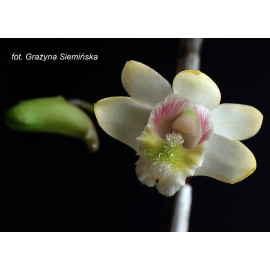 Dendrobium chittimae (FS)