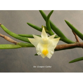 Dendrobium kentrophyllum (FS)