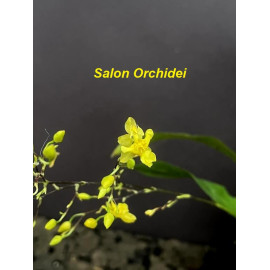 Oncidium Twinkle 'Yellow...