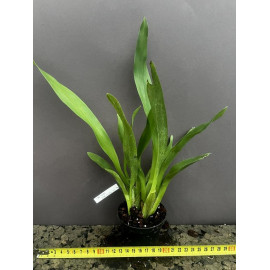 Oncidium  Sharry Baby...