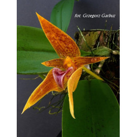 Bulbophyllum smitinandii (FS)