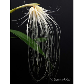 Bulbophyllum medusae (FS)