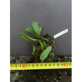 Bulbophyllum odoratissimum...