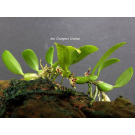 Bulbophyllum depressum (FS)