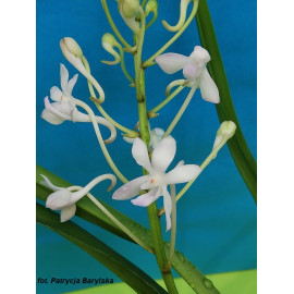 Vandachostylis (Neostylis)...