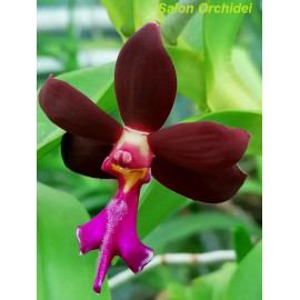 Trichoglottis atropurpurea...