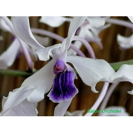 Vanda coerulescens 'Blue' (FS)