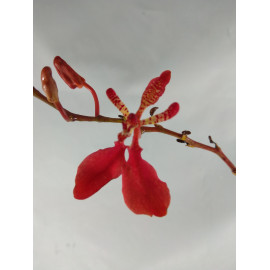 Renanthera imschootiana (FS)