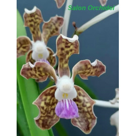 Vanda tessellata (FS)