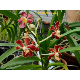 Vanda mariae (FS)