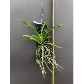 Vandachostylis (Neostylis)...