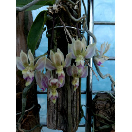 Phalaenopsis finleyi (FS)