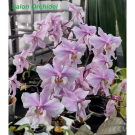 Phalaenopsis schilleriana (FS)