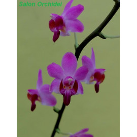 Phalaenopsis pulcherrima (FS)