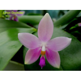 Phalaenopsis tetraspis x...