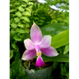 Phalaenopsis violacea var....