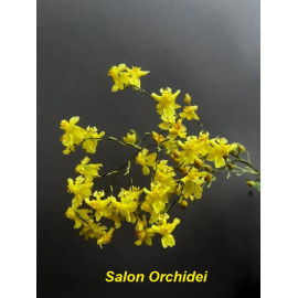 Oncidium Twinkle 'Yellow...