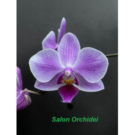 Phalaenopsis Hilda Fleck (FS)