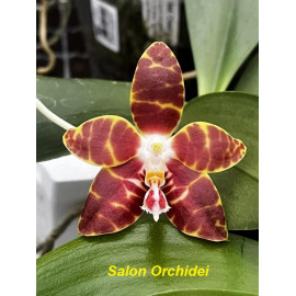 Phalaenopsis Ambonosa Spicy...