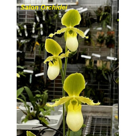 Paphiopedilum primulinum (FS)