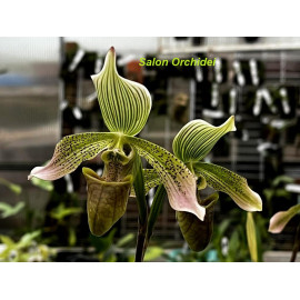 Paphiopedilum javanicum (FS)