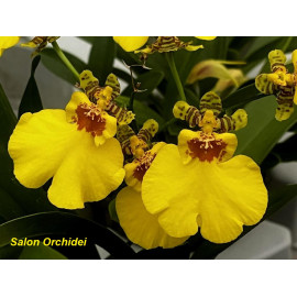 Oncidium Sweet Sugar CT...