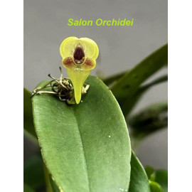 Pleurothallis scurrula (FS)