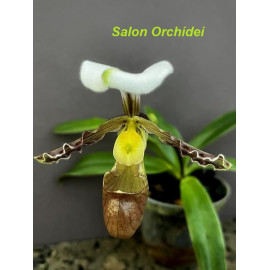 Paphiopedilum tranlienianum...