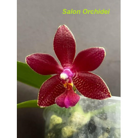 Phalaenopsis Joy Spotted...