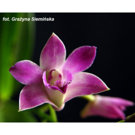 Dendrobium kingianum With...