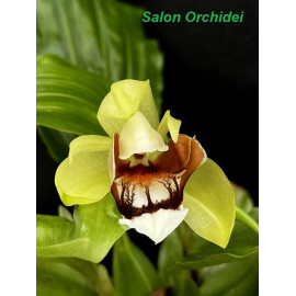 Coelogyne septemcostata (NFS)
