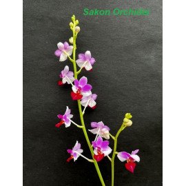 Phalaenopsis (pulcherrima x...