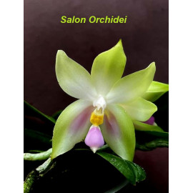 Phalaenopsis bellina Pink (FS)