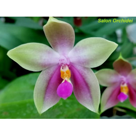 Phalaenopsis speciosa Blue...