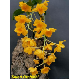 Dendrobium  griffithianum (FS)