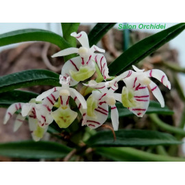 Trichoglottis pusilla (NFS)