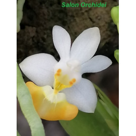 Phalaenopsis parishii alba...