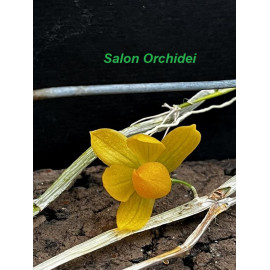 Dendrobium chrysocrepi (FS)