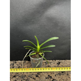Renanthera monachica x...